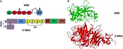 Structural and Functional Insight Into the Glycosylation Impact Upon the HGF/c-Met Signaling Pathway